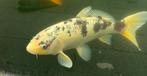 Koi karper 50-55cm, Dieren en Toebehoren, Vissen | Vijvervissen, Karper of Koi