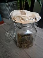 Vossenschedel gebleekt in glazen pot., Ophalen of Verzenden, Nieuw, Wild dier, Schedel
