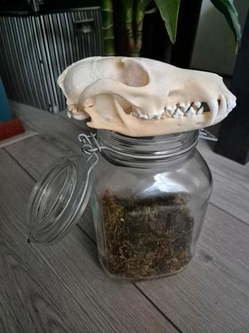 Vossenschedel gebleekt in glazen pot. beschikbaar voor biedingen