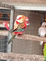 Te koop een mooi koppel rossellas, Dieren en Toebehoren, Vogels | Parkieten en Papegaaien, Meerdere dieren, Parkiet, Geringd