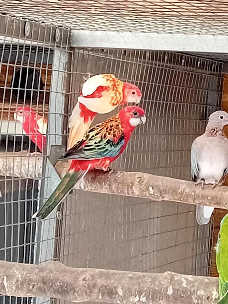 Te koop een mooi koppel rossellas, Dieren en Toebehoren, Vogels | Parkieten en Papegaaien, Parkiet, Meerdere dieren, Geringd