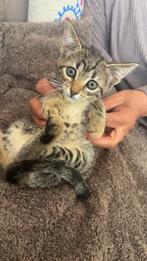 KITTENS MOGEN METEEN WEG!!!, Dieren en Toebehoren, Katten en Kittens | Raskatten | Korthaar, Meerdere dieren, Gechipt