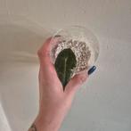 Alocasia pink dragon, Huis en Inrichting, Kamerplanten, Ophalen of Verzenden, Halfschaduw, Minder dan 100 cm