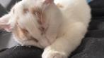 Kittens, Dieren en Toebehoren, Katten en Kittens | Raskatten | Korthaar, Poes, Ontwormd, 0 tot 2 jaar