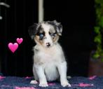 Border collie x australian shepherd puppys, Dieren en Toebehoren, Overige rassen, 8 tot 15 weken, Meerdere, Meerdere dieren