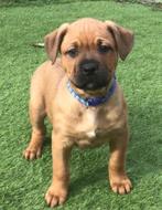 Amerikaanse Bully XXL pups. Zeldzame kruising metRottweiler, Dieren en Toebehoren, Honden | Bulldogs, Pinschers en Molossers, Rabiës (hondsdolheid)