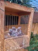 Gezocht bonte barmsijzen, Dieren en Toebehoren, Meerdere dieren, Wildzangvogel, Geringd