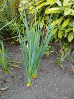 Mooie Yucca planten, Tuin en Terras, Planten | Tuinplanten, Ophalen of Verzenden, Zomer, Overige soorten, Volle zon