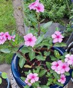 Zaden Roze Maagdenpalm, Tuin en Terras, Planten | Tuinplanten, Ophalen of Verzenden, Zomer, Overige soorten, Volle zon