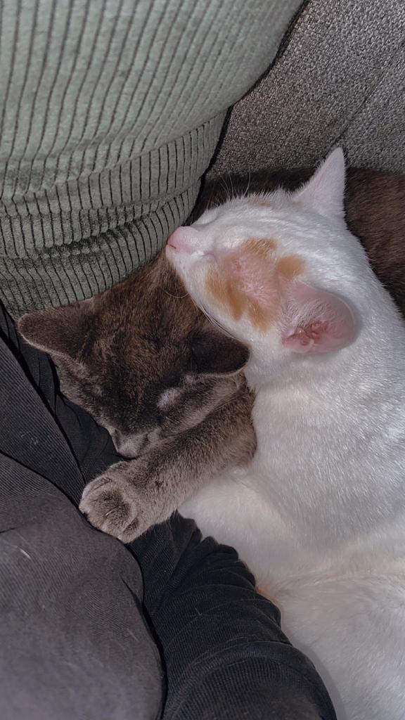 Katers, Dieren en Toebehoren, Katten en Kittens | Raskatten | Korthaar, Kater