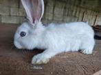 Duitse reus jonkies, Meerdere dieren, Groot