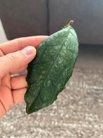 Hoya Undulata x Finlaysonii Kruising Stekje [2], Huis en Inrichting, Kamerplanten, Ophalen of Verzenden