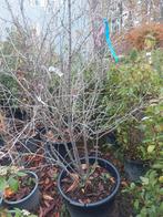 Prunus 'the bride', Tuin en Terras, Ophalen, Halfschaduw, Overige soorten, Lente