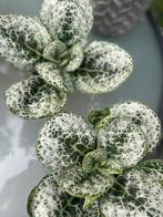 STREPTOCARPUS “PRETTY TURTLE”, Huis en Inrichting, Ophalen of Verzenden, Overige soorten, Minder dan 100 cm