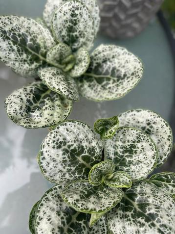 STREPTOCARPUS “PRETTY TURTLE” beschikbaar voor biedingen