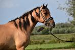 ## FANTASTISCHE & mega brave Fjord x New Forest ruin ##, Dieren en Toebehoren, Ruin, E pony (1.48m - 1.57m), Gechipt, 3 tot 6 jaar