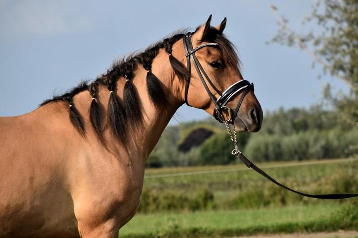 ## FANTASTISCHE & mega brave Fjord x New Forest ruin ##, Dieren en Toebehoren, Pony's, Ruin, E pony (1.48m - 1.57m), 3 tot 6 jaar