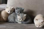 Prachtig Blue golden tabby katertje met stamboom beschikbaar, Dieren en Toebehoren, Meerdere dieren, Gechipt