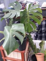 MONSTERA AUREA VARIEGATA, Huis en Inrichting, Ophalen of Verzenden, Overige soorten, Halfschaduw, Minder dan 100 cm