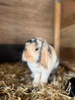 Mega knappe lieve Minilop voedster🩷, Dieren en Toebehoren, Konijnen, Vrouwelijk, Dwerg