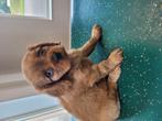 We hebben nog 2 mooie Cavelier King Charles spaniel puppies, Overige rassen, CDV (hondenziekte), 8 tot 15 weken, Meerdere