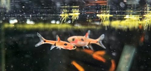 Hobbyaquarium Boraras Maculatus/ dwergrasbora, Dieren en Toebehoren, Vissen | Aquariumvissen, Zoetwatervis, Vis, Schoolvis