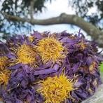 Blue lotus bloem thee 50 gram 15 euro, Ophalen of Verzenden