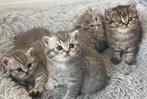 Britse korthaar kittens met stamboom, Dieren en Toebehoren, Katten en Kittens | Raskatten | Korthaar, Meerdere dieren, Ontwormd