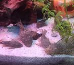 Ancistrus algeneters, Vis, Zoetwatervis