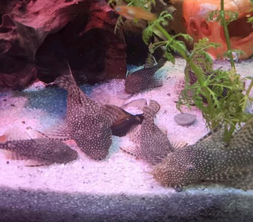 Ancistrus algeneters, Dieren en Toebehoren, Vissen | Aquariumvissen, Zoetwatervis, Vis