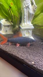 Mooie vuurstaartlabeo, Dieren en Toebehoren, Vissen | Aquariumvissen, Vis