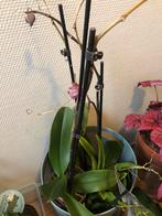 Orchidee Phalaenopsis  en verschillende, Huis en Inrichting, Kamerplanten, Overige soorten, In pot, Minder dan 100 cm, Bloeiende kamerplant