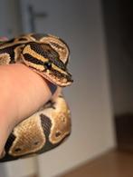 0.1 Female het Piebald Ball Python, Dieren en Toebehoren, Reptielen en Amfibieën, Slang, Tam, 0 tot 2 jaar