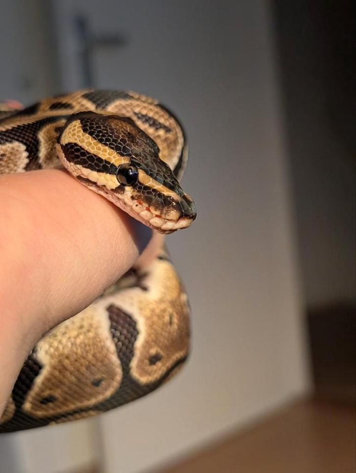0.1 Female het Piebald Ball Python