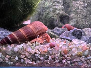 Tylomelania slakken beschikbaar voor biedingen