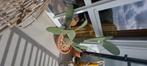 Grote vijgcactus in pot, Tuin en Terras, Planten | Tuinplanten, Zomer, Overige soorten, Ophalen, Volle zon