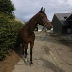 super knap 6 jarig rijpaard, B, Gechipt, Ruin, Dressuurpaard