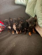 Pincher x pups, Dieren en Toebehoren, Rabiës (hondsdolheid), Overige rassen, 8 tot 15 weken, Meerdere dieren
