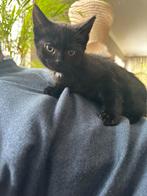 Lieve kitten te koop, Dieren en Toebehoren, Meerdere dieren