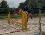 3 jarige super brave getalenteerde newforesrt pony, Dieren en Toebehoren, Pony's, B, Gechipt, Ruin, Springpony