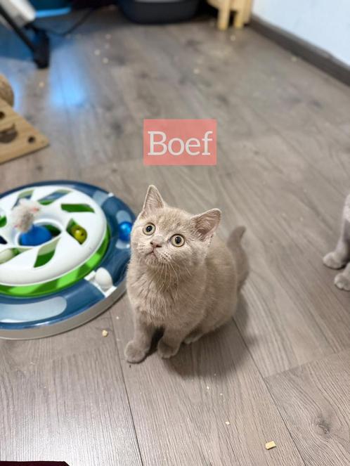 Britse korthaar kittens nog twee kittens over!!, Dieren en Toebehoren, Katten en Kittens | Raskatten | Korthaar, Meerdere dieren