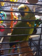 Geelkop amazone en blauwvoorhoofd amazone, Dieren en Toebehoren, Vogels | Parkieten en Papegaaien, Vrouwelijk, Papegaai, Tam