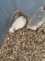 Siamees rat ratje man op te halen voor €5 euro. 7 maanden, Dieren en Toebehoren, December, Mannelijk, Rat