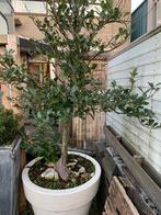 Laurierboom, Tuin en Terras, Planten | Bomen, 100 tot 250 cm, Zomer, Palmboom, Ophalen