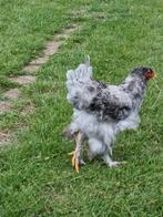 Hanen brahma te koop, Dieren en Toebehoren, Pluimvee, Mannelijk, Kip