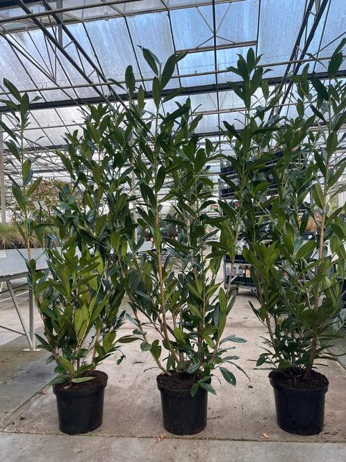 Prunus Caucasica 150cm €19,95 pst - 10x €175, Tuin en Terras, Planten | Struiken en Hagen, Struik, Laurier, 100 tot 250 cm, Ophalen of Verzenden