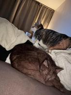 Twee lieve poezen, Poes, Kortharig, 0 tot 2 jaar