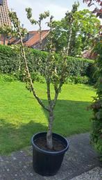 Oude perenboom, Ophalen, 100 tot 250 cm, Perenboom