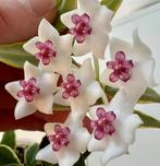 Hoya bella ‘Anneke Buis’, Verzenden, Overige soorten, Halfschaduw, Minder dan 100 cm