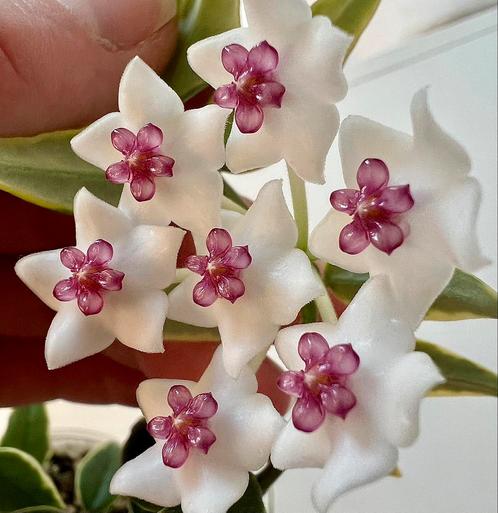 Hoya bella ‘Anneke Buis’, Huis en Inrichting, Kamerplanten, Overige soorten, Minder dan 100 cm, Bloeiende kamerplant, Halfschaduw